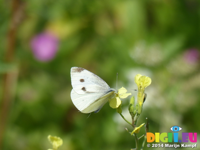 FZ006994 Small white butterfly (Pieris rapae) on flower